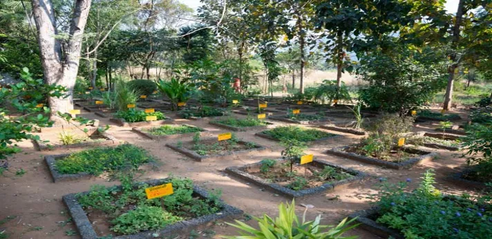 Sivaraj Homoeopathic Medical College Herbal Garden